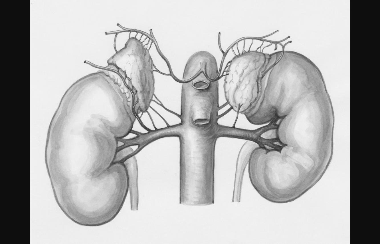 Anatomical illustration of the kidneys